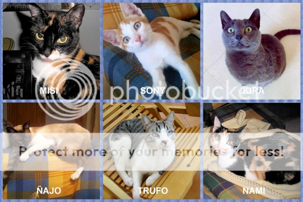 https://oi241.photobucket.com/albums/ff231/lima_nati/GATOS_zps80fc2971.jpg